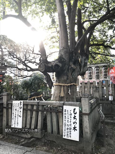 「満足稲荷神社」境内の御神木・もちの木